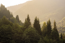 Natural Landscape With View Of Coniferous Forest In Mountains, Lit By Sun. Green Mountains Of Georgia. Tourism And Travel.