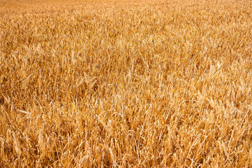 golden wheat field in the summer