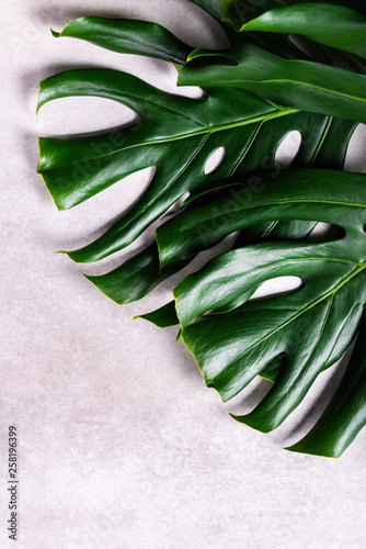 Fotografía Close up of tropical monstera leaf