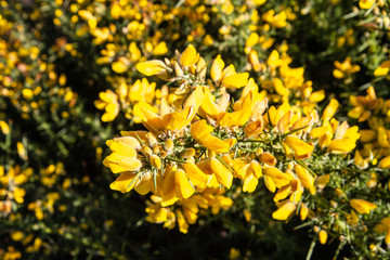 Wall Mural - Yellow Gorse in flower