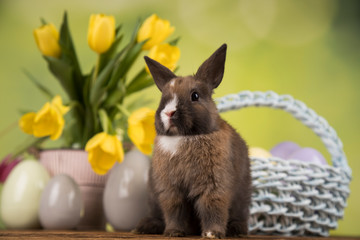 Wall Mural - Little Bunny with easter eggs in flower