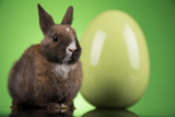 Fototapeta Zwierzęta - Bunny with Easter eggs on green background