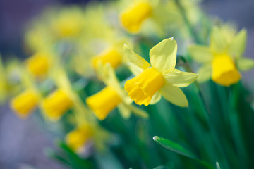 Close-up of yellow daffodil flowers in the spring time