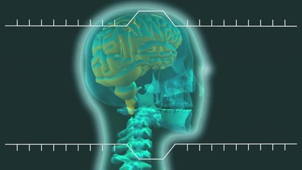 Poster - upper section translucent human body rotating