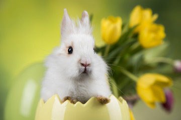 Wall Mural - Baby bunny and egg on tulip flowers background