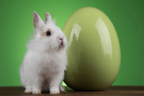 Fototapeta Zwierzęta - Bunny with Easter eggs on green background