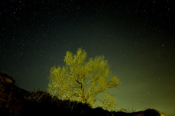 Yellow tree on green night sky full of stars