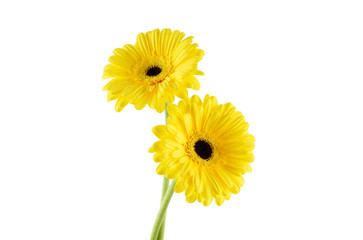 Beautiful flower on a white background. Yellow Gerber isolated on white background.