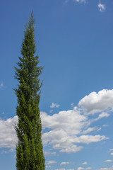 Wall Mural - tree and sky