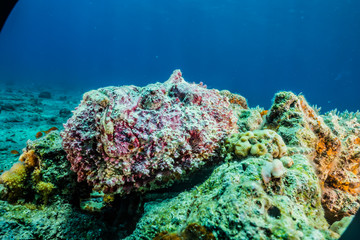 Coral reefs and water plants in the Red Sea, Eilat Israel