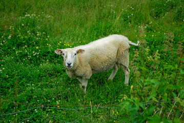 One Sheep in the grassy green field in Norway