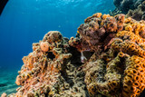 Fototapeta Do akwarium - Coral reefs and water plants in the Red Sea, Eilat Israel