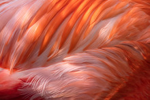 Pink Flamingo Abstract Feathers, Graphic Resource Macro Image - Beautiful Tropical Bird With Bright Feathers, Macro View Showing Incredible Feather Detail. Wading Bird In The Phoenicopteridae Family.