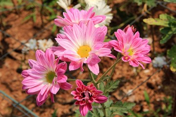 Chrysanthemum Blossom with sun light at Nakhon Ratchasima Thailand.