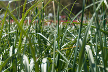 Wall Mural - Close up of green tall grass in the garden