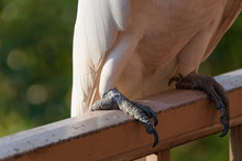 White Cockatoo Feet Closeup Free Stock Photo - Public Domain Pictures
