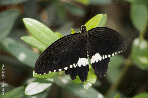 Common Mormon Black Butterfly With White Edges Close Up Buy