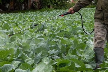 A farmer sprinkles cabbage in a vegetable garden against parasites and insects.