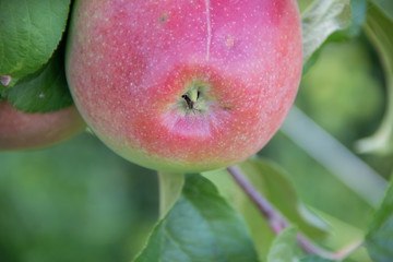 Frash red apples on apple tree branch