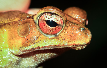 Poster - A gulf coast toad (Bufo valliceps) photographed at night in Belize.