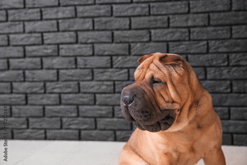 Cute funny dog near dark brick wall