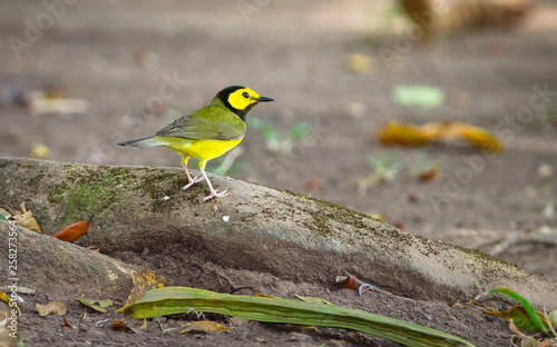 Fotografía A male hooded warbler (Setophaga citrina) foraging near the ground in Belize
