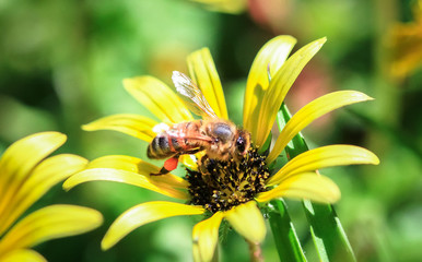 Wall Mural - Honeybee collecting pollen on a capeweed (Arctotheca calendula) flower in the Great Otway National Park, Victoria, Australia.