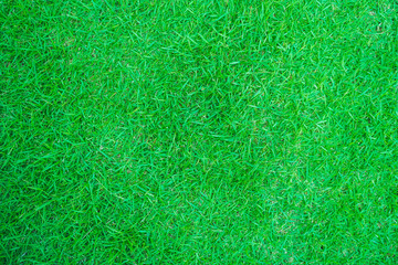 green grass background, Green grass texture background, Green lawn, Backyard for background, Grass texture.