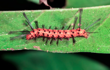 Poster - A caterpillar with long hairs is photographed at night in Belize.