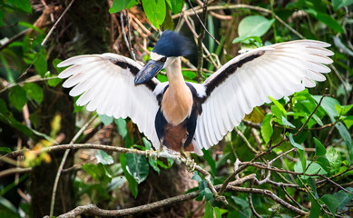 Wall Mural - A boat-billed heron (Cochlearius cochlearius) spreads its wings while perched on a branch. Photographed in Belize.