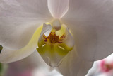 Fototapeta Storczyk - Delicate Orchid flower