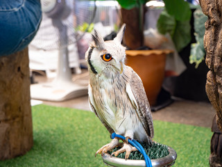  Bird owl white black is big eye and small