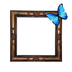 Poster - frame with a sitting blue butterfly. isolated on white background