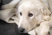 Hungarian Kuvasz Dog Portrait With Beautiful Intelligent Eyes
