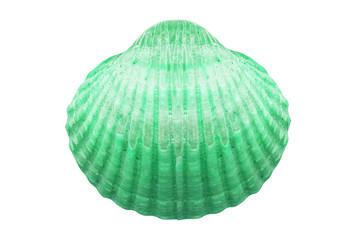 Poster - beautiful colored sea shell isolated on white background