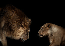 Lion And Lioness Portrait Isolated On Black Background