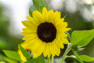 Wall Mural - Sunflower with blurred background