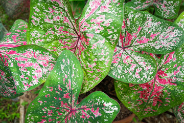 caladium bicolor colorful leaf araceae in the garden