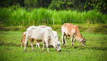 Asia Cow Grazing Grass On Field Agriculture Farm In The Countryside