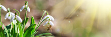 Blooming Snowdrops (Galanthus Nivalis) And Their Pollinating Honey Bee In Early Spring In The Forest, Closeup With Space For Text. Spring Background, Banner.