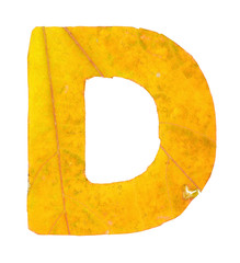 Wall Mural - Letter D carved from the autumn leaves, isolated on white background, closeup