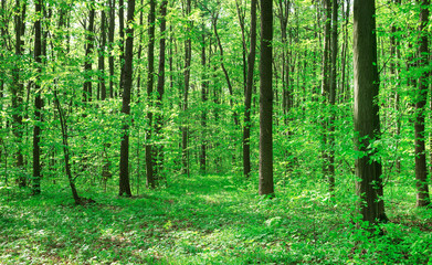 Naklejka na meble Forest trees. nature green wood sunlight backgrounds