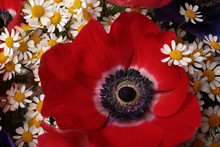 Closeup Of Red Anemone Flower In Bouquet