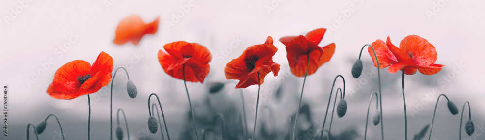 Red poppy flowers isolated on gray background. - obrazy, fototapety, plakaty 