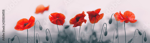 Naklejka - mata magnetyczna na lodówkę Red poppy flowers isolated on gray background.