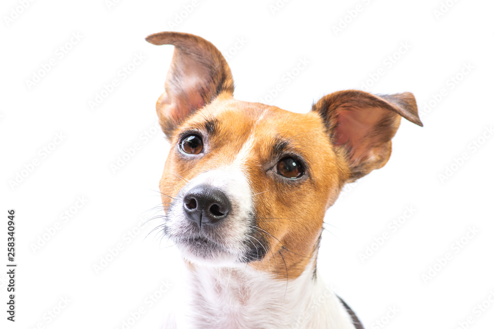Closeup Portrait Jack Russell Terrier, standing in front, isolated white background - obrazy, fototapety, plakaty 
