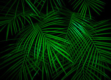 Palm Leaves Lit With Vivid Ufo Green Light