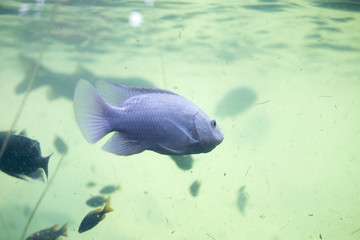 Silver molly fish