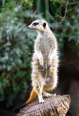 Wall Mural - An adult meerkat (Suricata suricatta) standing on a wooden stump.