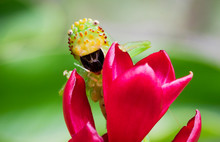 A Pitbull Katydid (Lirometopum Coronatum) Crawls On A Bright Red Flower In Tortuguero National Park, Costa Rica
